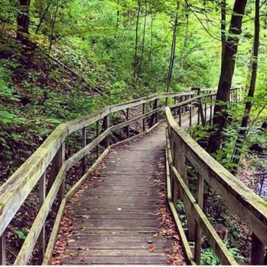 woods (576 x 384 px) Photo of wooden walking path through woods